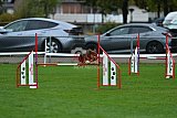 Royal Canin Masters 2025 geldrop