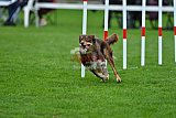 Royal Canin Masters 2025 geldrop