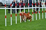 Royal Canin Masters 2025 geldrop