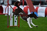Royal Canin Masters 2025 geldrop