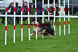 Royal Canin Masters 2025 geldrop