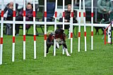 Royal Canin Masters 2025 geldrop