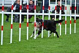 Royal Canin Masters 2025 geldrop