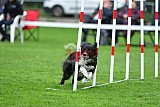 Royal Canin Masters 2025 geldrop