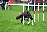 Royal Canin Masters 2025 geldrop