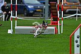Royal Canin Masters 2025 geldrop