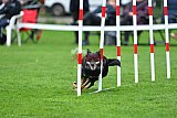 Royal Canin Masters 2025 geldrop