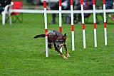 Royal Canin Masters 2025 geldrop