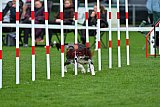 Royal Canin Masters 2025 geldrop
