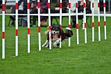 Royal Canin Masters 2025 geldrop