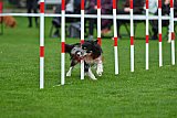 Royal Canin Masters 2025 geldrop