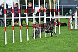 Royal Canin Masters 2025 geldrop