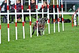 Royal Canin Masters 2025 geldrop