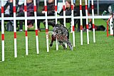 Royal Canin Masters 2025 geldrop