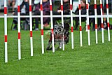 Royal Canin Masters 2025 geldrop