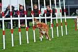 Royal Canin Masters 2025 geldrop