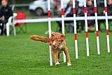 Royal Canin Masters 2025 geldrop