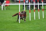 Royal Canin Masters 2025 geldrop