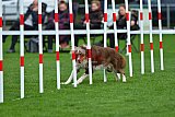 Royal Canin Masters 2025 geldrop