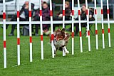 Royal Canin Masters 2025 geldrop