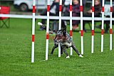 Royal Canin Masters 2025 geldrop