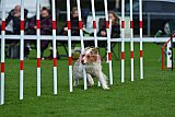 Royal Canin Masters 2025 geldrop