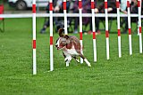 Royal Canin Masters 2025 geldrop