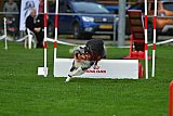 Royal Canin Masters 2025 geldrop