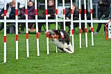 Royal Canin Masters 2025 geldrop