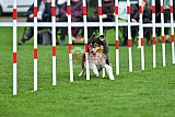 Royal Canin Masters 2025 geldrop
