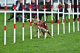 Royal Canin Masters 2025 geldrop