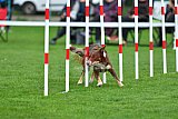 Royal Canin Masters 2025 geldrop