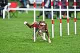 Royal Canin Masters 2025 geldrop