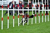 Royal Canin Masters 2025 geldrop
