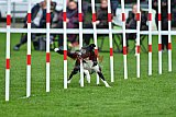 Royal Canin Masters 2025 geldrop