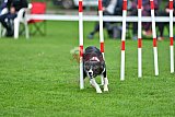 Royal Canin Masters 2025 geldrop