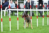 Royal Canin Masters 2025 geldrop