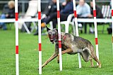 Royal Canin Masters 2025 geldrop