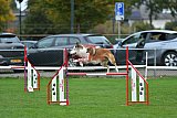 Royal Canin Masters 2025 geldrop