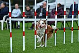 Royal Canin Masters 2025 geldrop