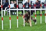 Royal Canin Masters 2025 geldrop