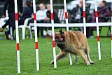 Royal Canin Masters 2025 geldrop