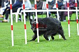 Royal Canin Masters 2025 geldrop