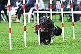 Royal Canin Masters 2025 geldrop
