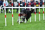 Royal Canin Masters 2025 geldrop