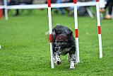 Royal Canin Masters 2025 geldrop