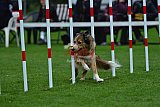Royal Canin Masters 2025 geldrop