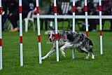 Royal Canin Masters 2025 geldrop