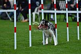 Royal Canin Masters 2025 geldrop