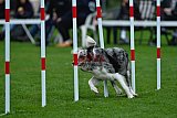Royal Canin Masters 2025 geldrop